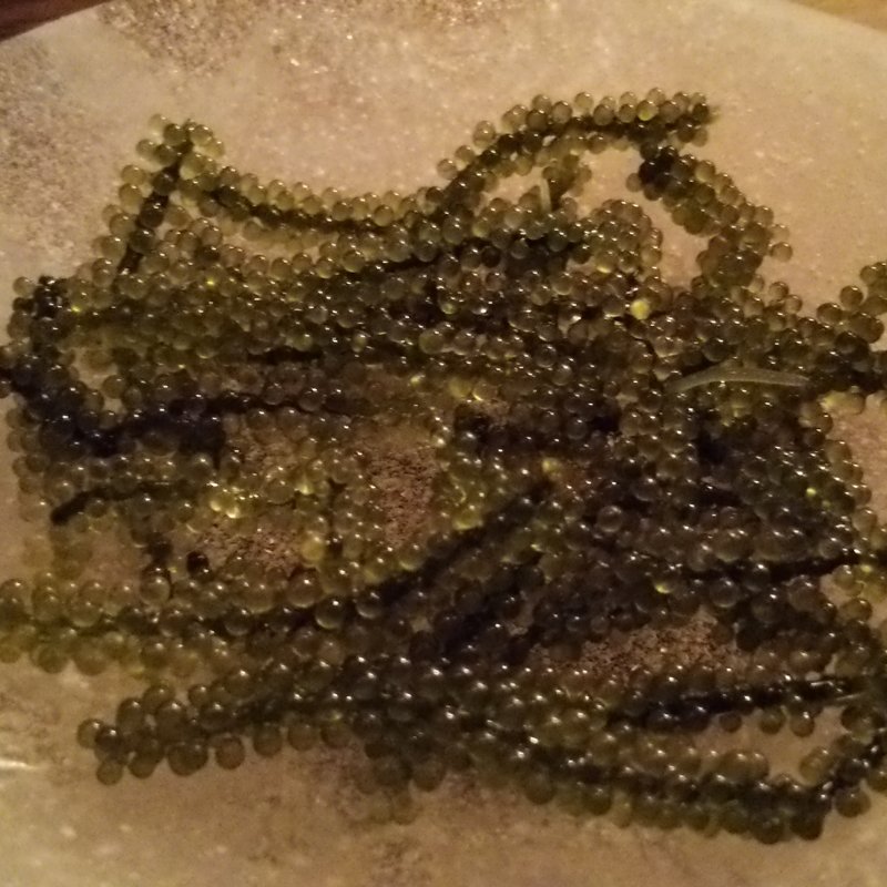 活・海ぶどう(てぃんさぐぬ花)