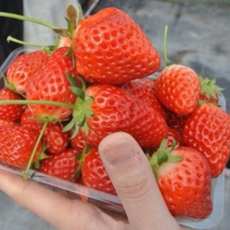 いちご狩り(川浦農園)