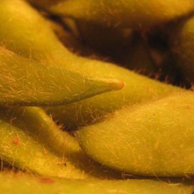 Edamame(YAMA JAPANESE RESTAURANT')