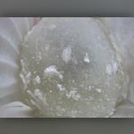 White Mochi