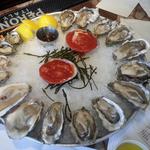 oysters