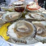 belon oysters