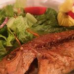 Red Snapper -Mercan Baligi