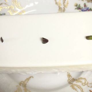 レアチーズケーキ（ハーフホール）(西洋菓子しろたえ 赤坂 )