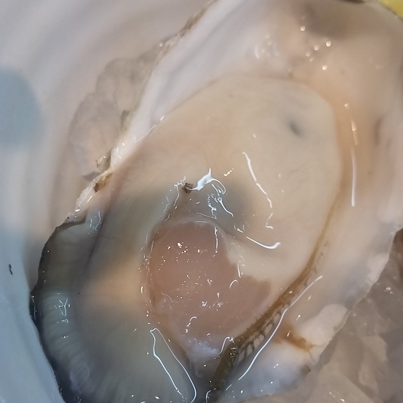 みるくがき(おさかなやたい まつり)