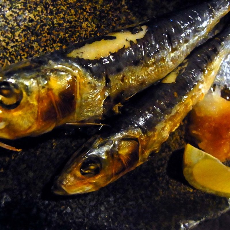 いわし一夜干し(赤垣屋 （あかがきや）)