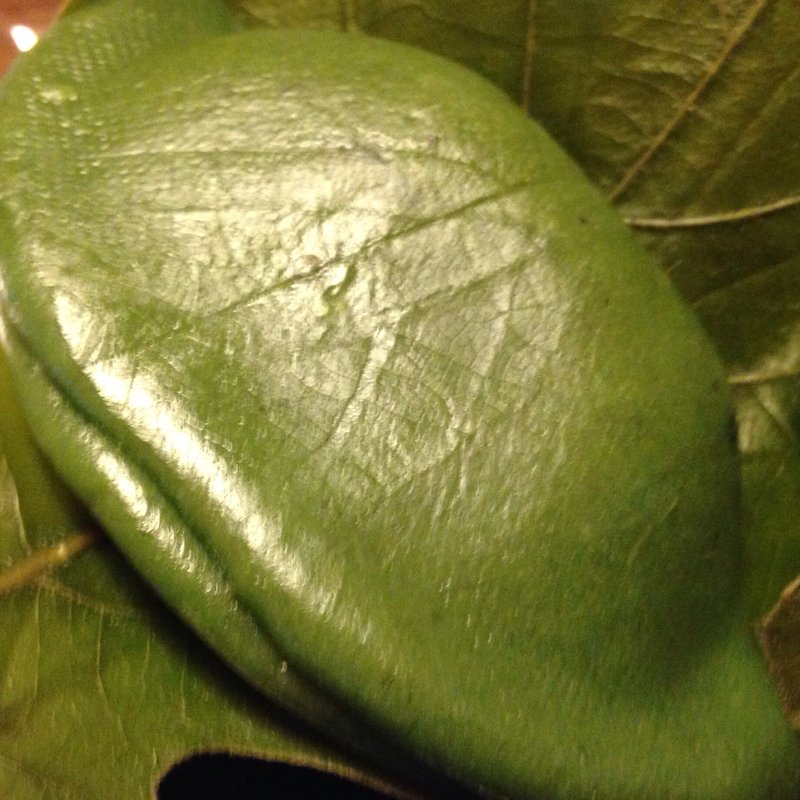 柏草餅(亀じるし)