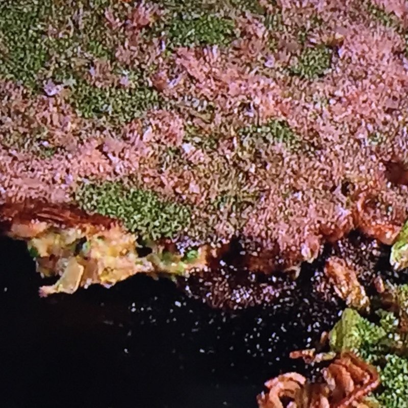 お好み焼きジャンボ(お好み焼ジャンボ本陣 )