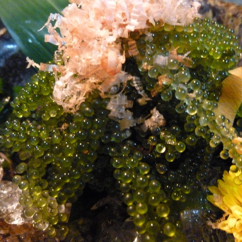 海ぶどう(旬彩台所513)