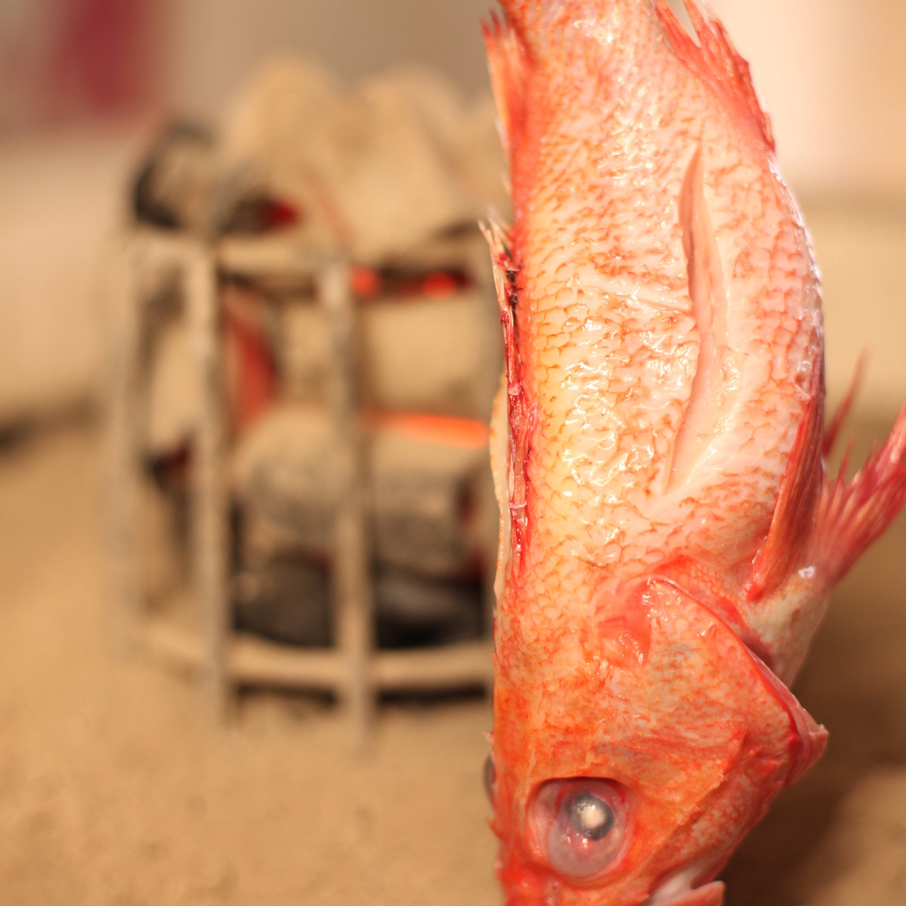 全国のカサゴ焼きの人気口コミランキング 1ページ目 おいしい一皿が集まるグルメコミュニティサービス Sarah