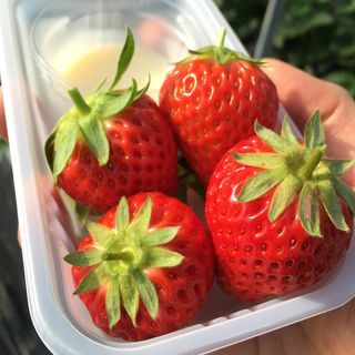紅ほっぺ(赤ずきんちゃんのおもしろ農園 )