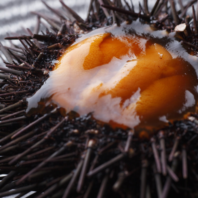 ウニプリン(カザン)