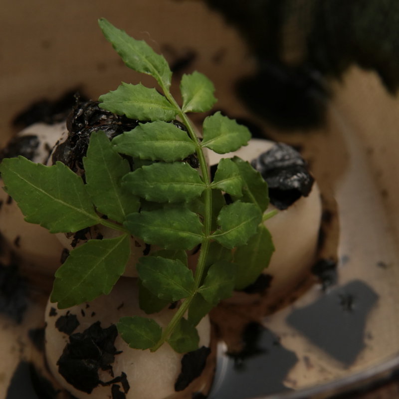 里芋の煮付け　トリュフ添え(割烹 COPAN （コパン）)