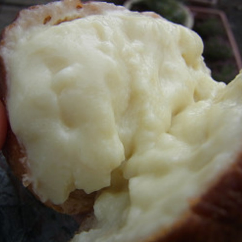 クリームパン(PAO （パオ）)