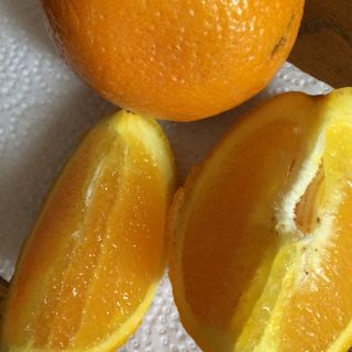 カルフォルニアオレンジ(カルフォルニア)
