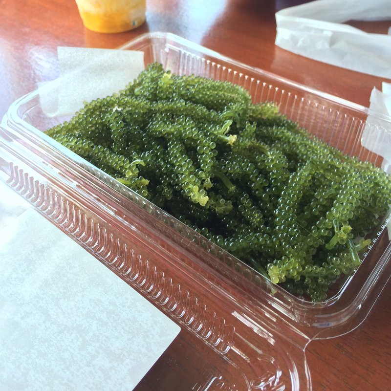 海ぶどう(おっぱ乳業 道の駅許田やんばる物産センター店  )