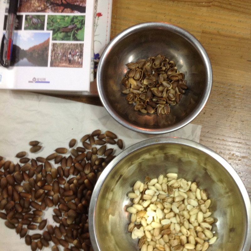 ドングリクッキー(自宅)