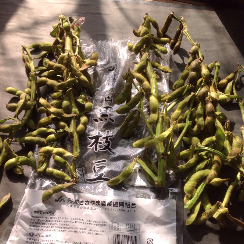 丹波の黒豆の枝豆(自宅)