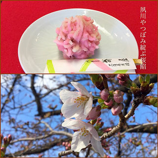 生菓子 桜(菊屋 西宮夙川店)