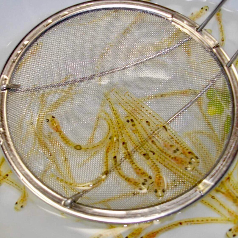 シロウオの躍り食い(稚加榮 福岡店)