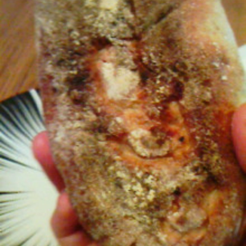 マロン(パンプル)