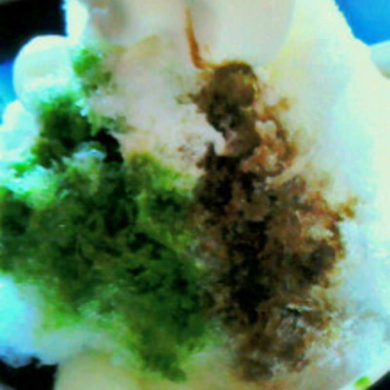 宇治きん氷 (抹茶＆ほうじ茶)(中村藤吉本店)