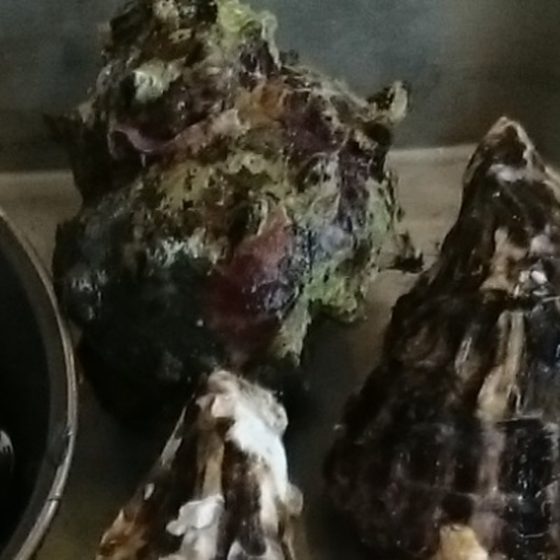 さざえのつぼ焼き(活き活き亭 金田店 )