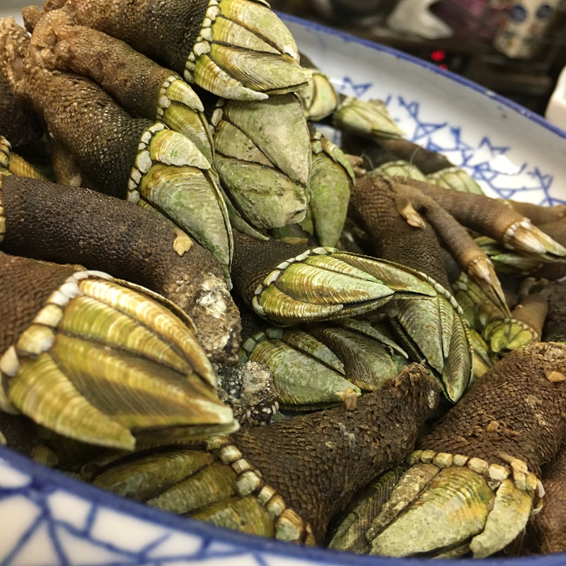 亀の手(きのちゃん家 )