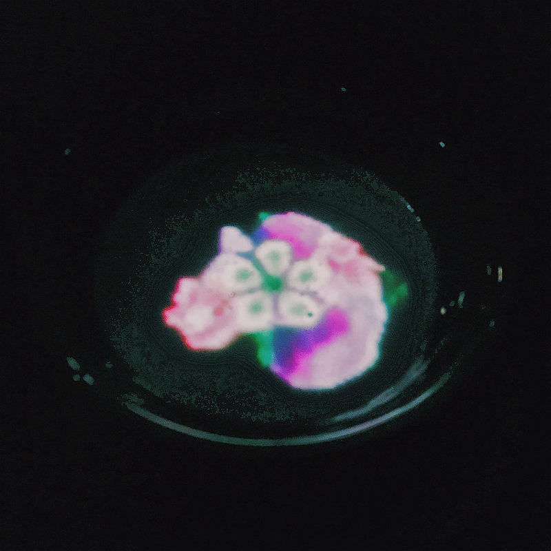 小さきものの中にある無限の宇宙に咲く花々 (御船山楽園@チームラボ かみさまがすまう森のアート展 WASO Tea House)