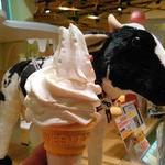 原乳仕立てのソフトクリーム（コーン）