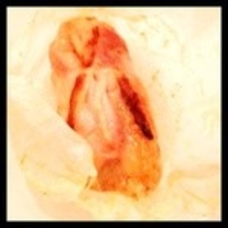 ペーパー・チキン(カフェ・シンガプーラ 海南鶏飯 )