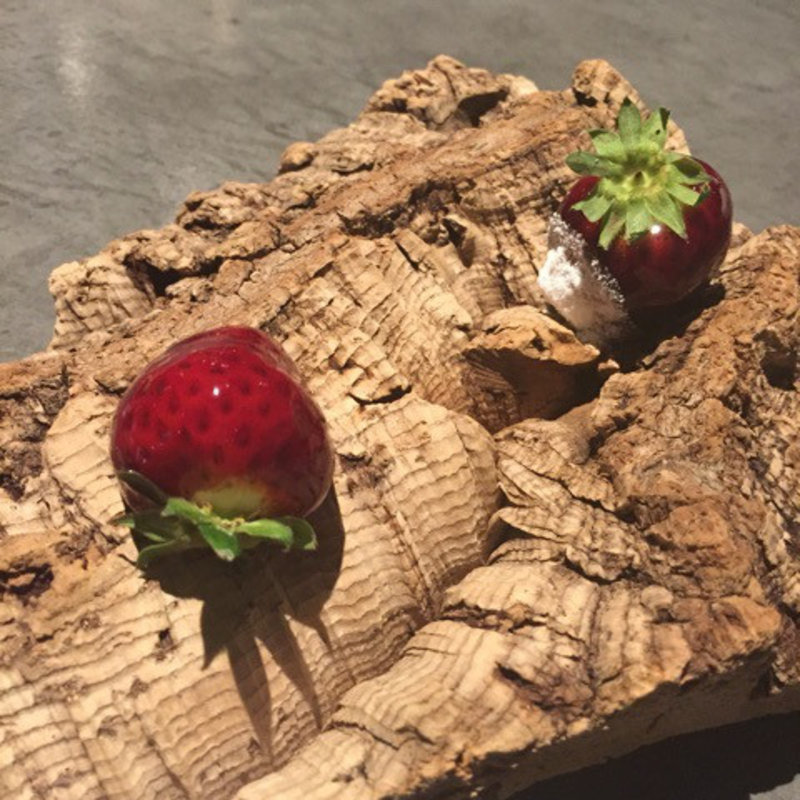 パートドフリュイ(フロリレージュ （Florilege）)