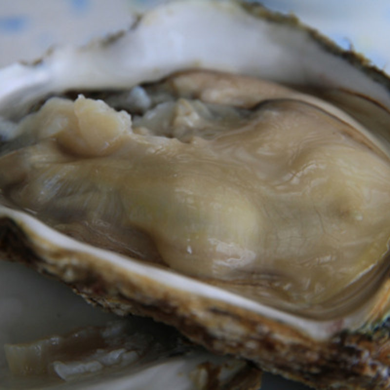 岩ガキ(千畳敷センター )