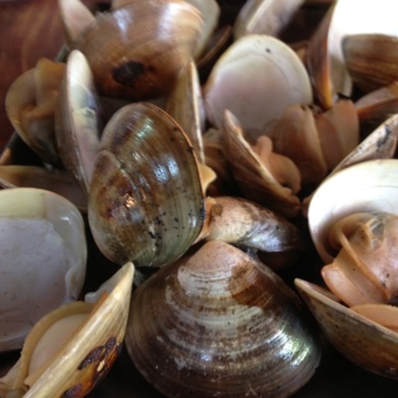 ハマグリ酒蒸し(富田屋 )