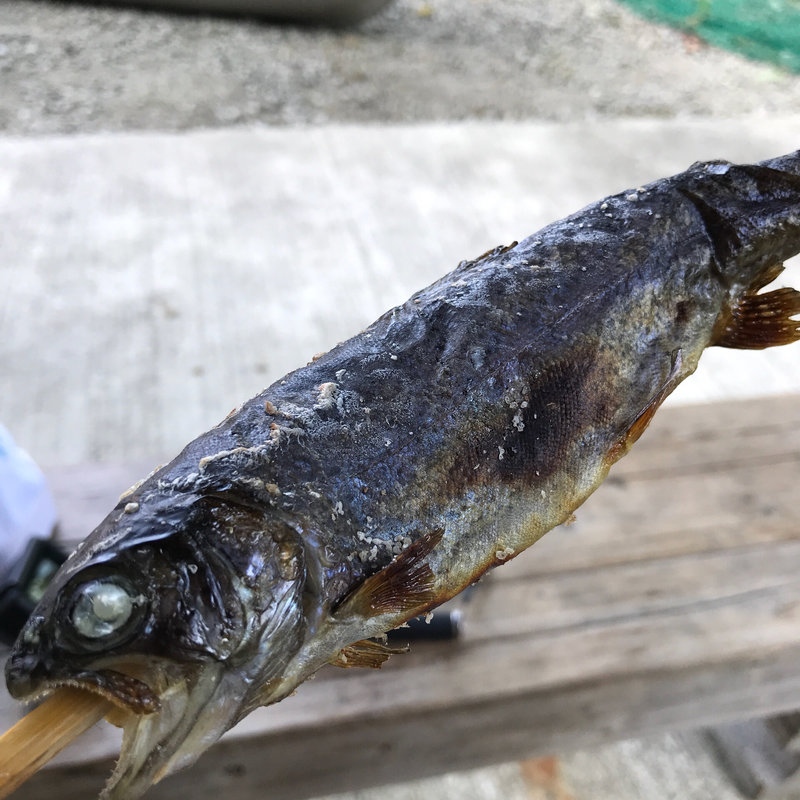 イワナ(湯沢フィッシングパーク)