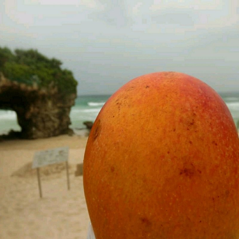 完熟マンゴー(田原フルーツランド)