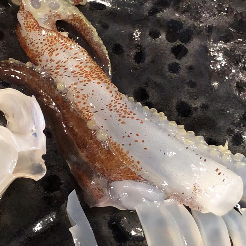 活いかお造り(海鮮市場 北のグルメ)