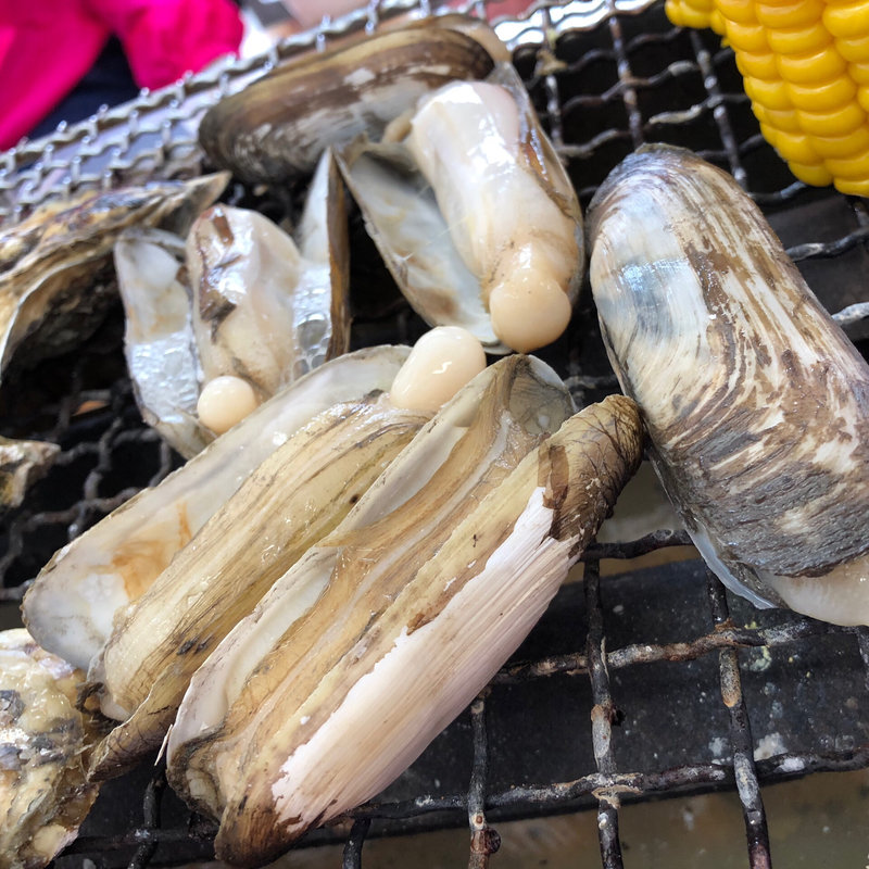 あげまき貝(糸島 牡蠣小屋 服部屋)