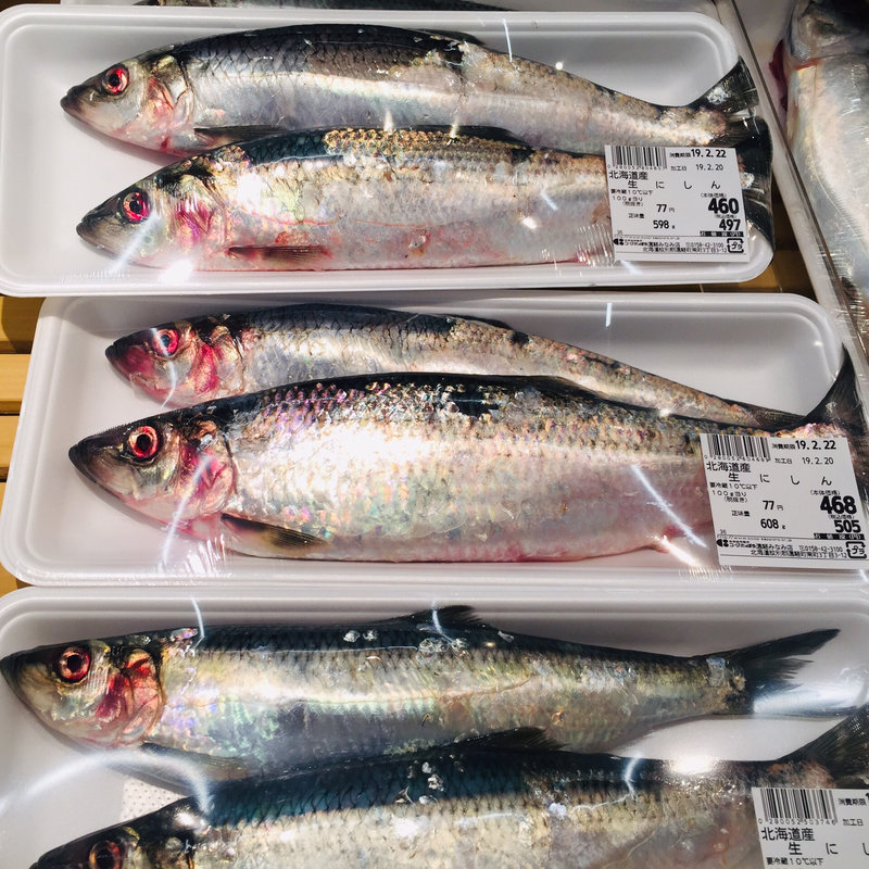 生ニシン(まるとみ渡辺水産鮮魚介直販店)
