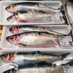 生ニシン(まるとみ渡辺水産鮮魚介直販店)