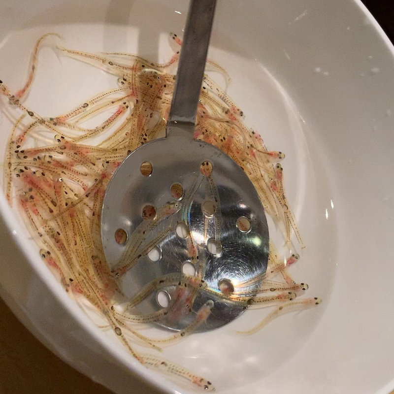 白魚の踊り食い(居酒屋　純ちゃん )