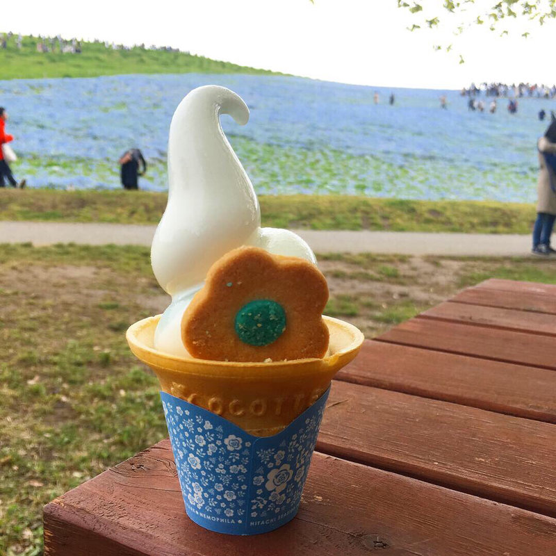 ネモフィラブルーソフト(国営ひたち海浜公園)