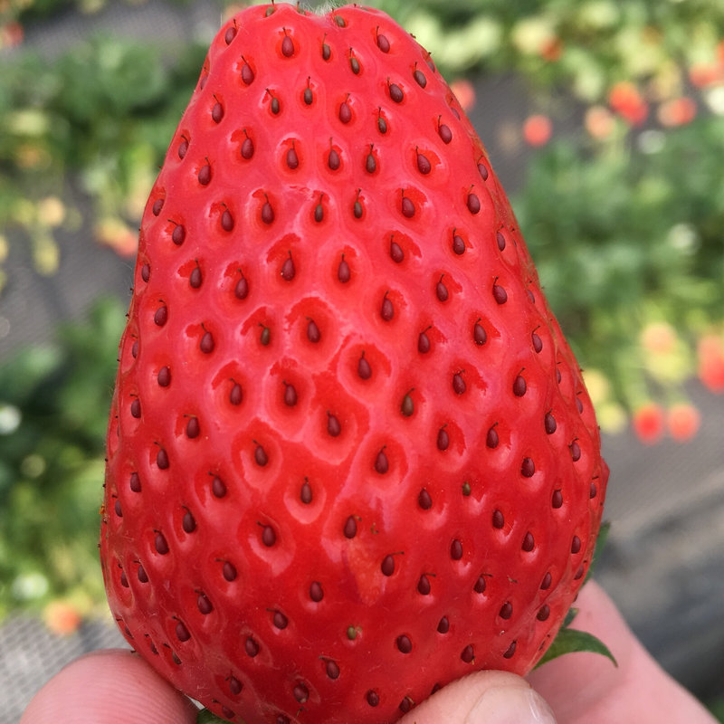 スカイベリー(イチゴ狩り)(ベリーズファンBerryz fun)