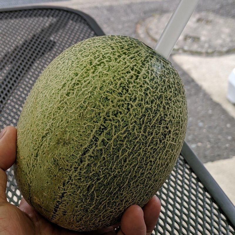 メロンのカジュッタ(東尋坊２９１)