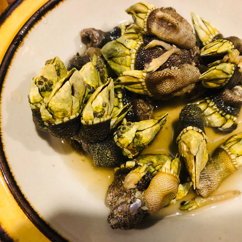 かめの手(いよ狸 )