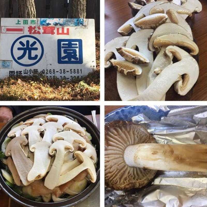 (丸光園松茸山 )