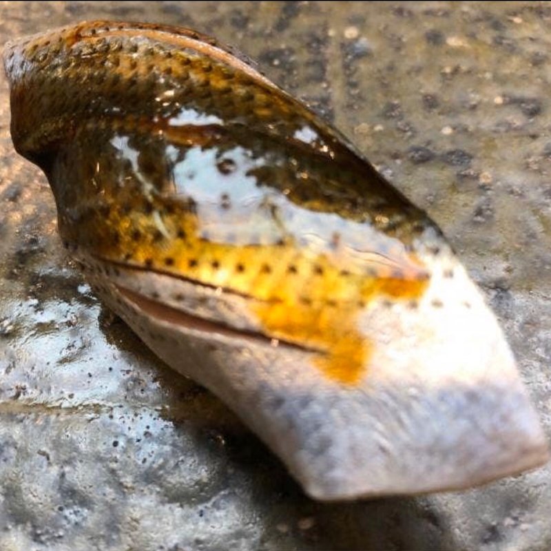 コハダ(鮨 一條)