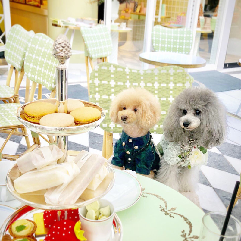 アフタヌーンティ(ラデュレ 青山店)