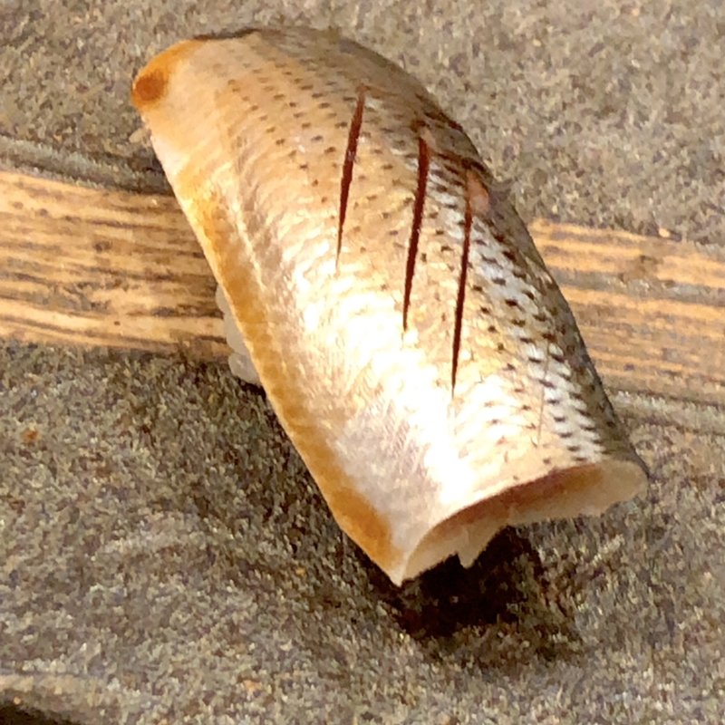 こはだ(すし処 うえの)