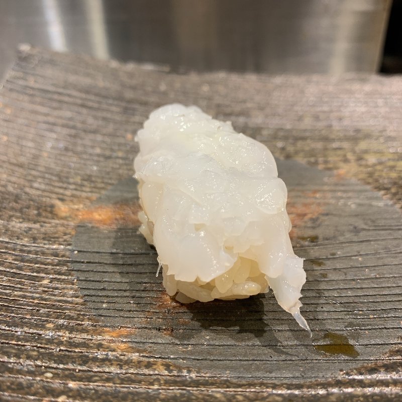 アオリイカ(鮓木村建介)